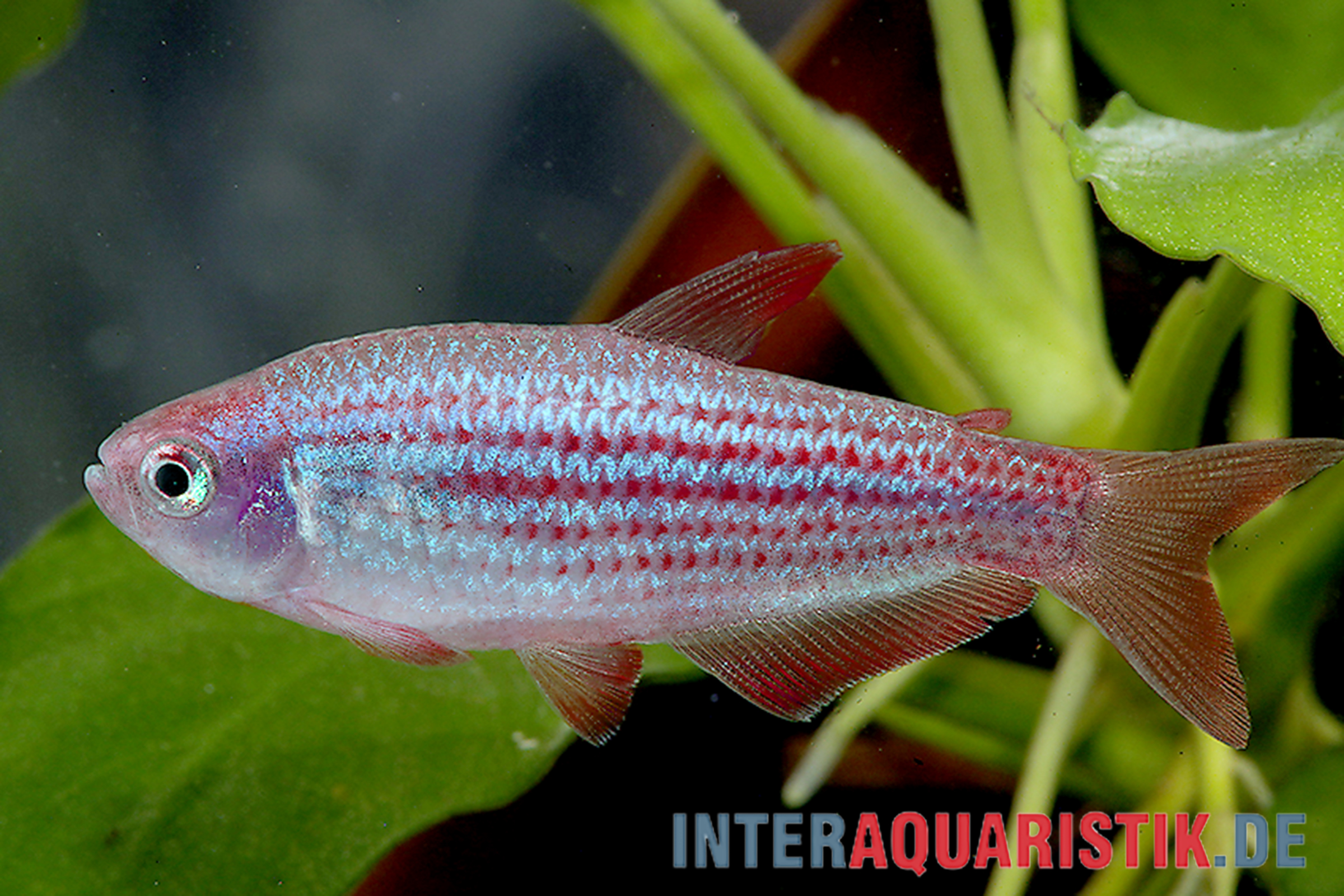 Rosa-blau gestreifter Aquarienfisch vor Pflanzen